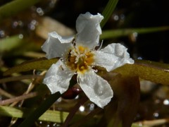 Nymphoides spongiosa