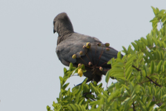 Corythaixoides concolor bechuanae