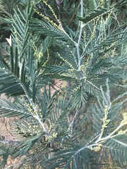 Acacia dealbata