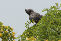 Corythaixoides concolor bechuanae