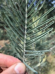 Acacia dealbata