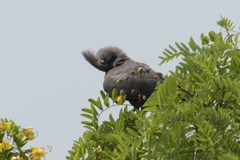 Corythaixoides concolor bechuanae