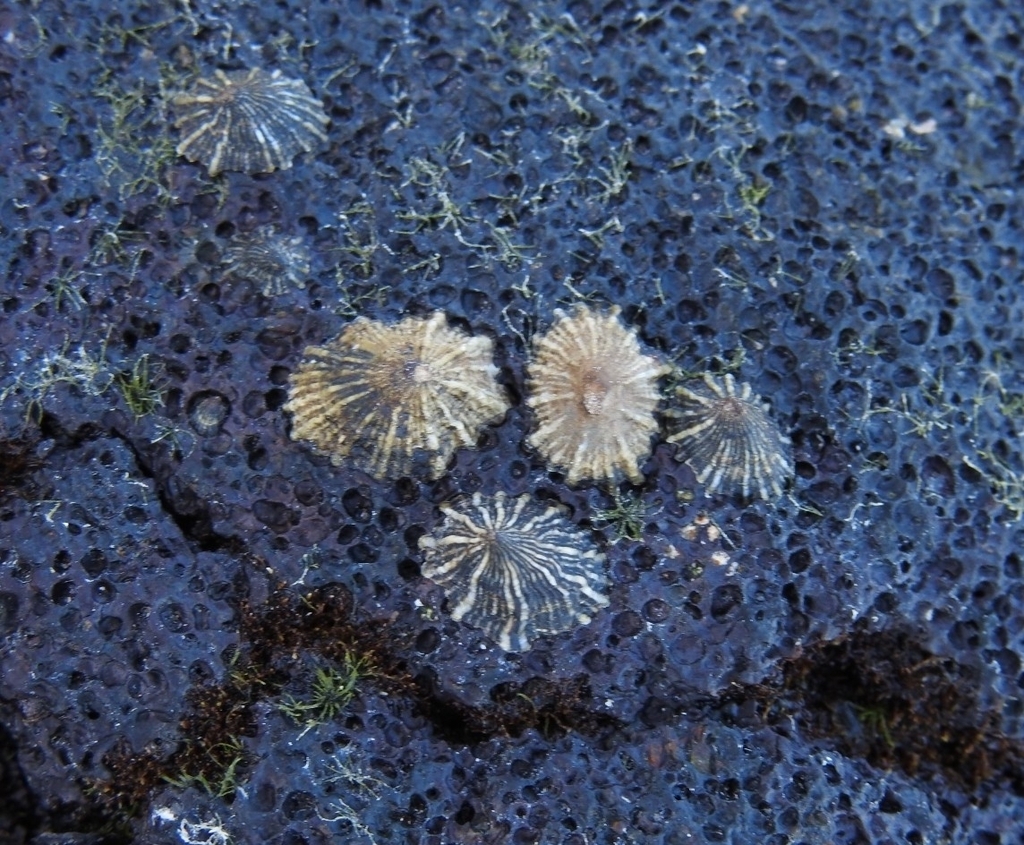 Siphonaria undans