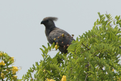 Corythaixoides concolor bechuanae