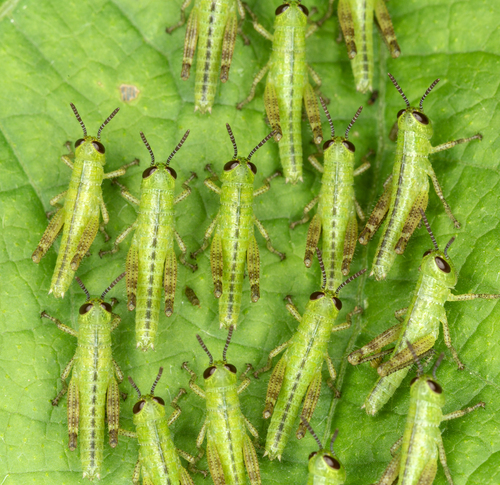 American Bird Grasshopper
