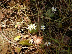 Nymphoides spongiosa