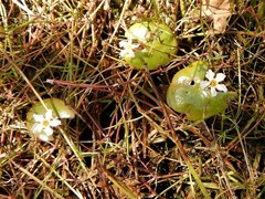 Nymphoides spongiosa