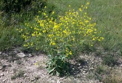 Brassica elongata