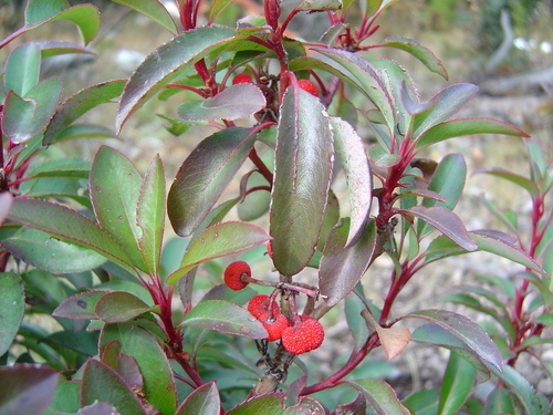 Arbutus occidentalis (Arbutus occidentalis)