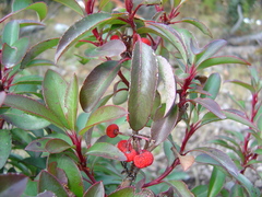 Arbutus occidentalis