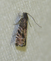 Cydia strobilella