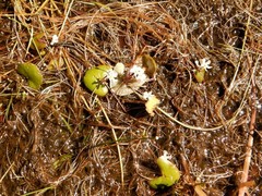 Nymphoides spongiosa