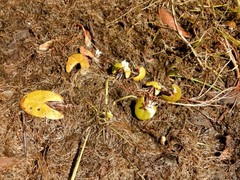 Nymphoides spongiosa