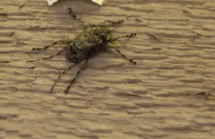 Leptostylopsis terraecolor