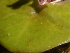 Nymphoides spongiosa