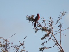 Piranga rubra