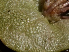 Nymphoides spongiosa