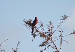 Piranga rubra