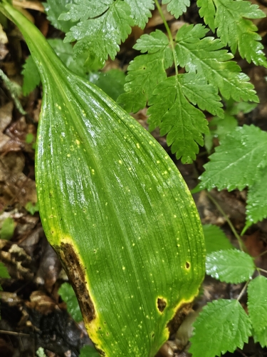 Melanthium parviflorum (Melanthium parviflorum)