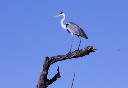 Cocoi Heron