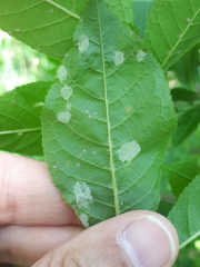 Eriophyes distinguendus