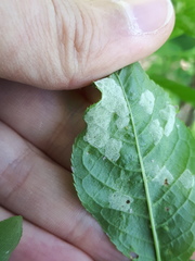 Eriophyes distinguendus