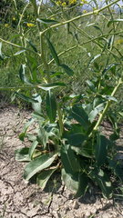 Brassica elongata