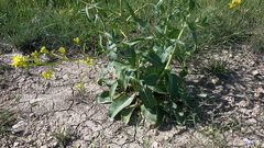 Brassica elongata