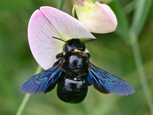 Violet carpenter bee