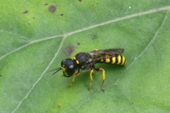 Ectemnius lituratus
