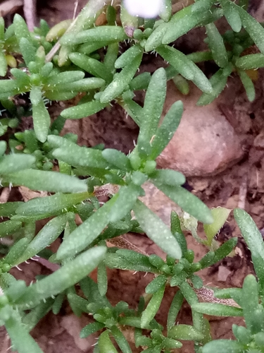 Image of Thymus willdenowii by (c) Karim Haddad, some rights reserved (CC BY)