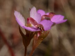 Stylidium turbinatum