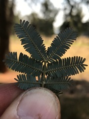 Acacia baileyana