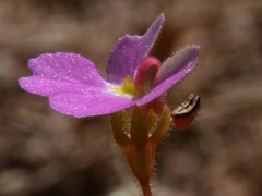 Stylidium turbinatum