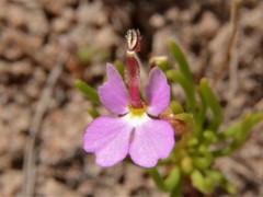 Stylidium turbinatum