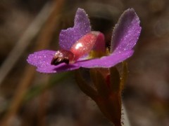 Stylidium turbinatum