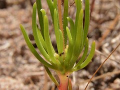 Stylidium turbinatum