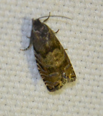 Cydia strobilella