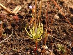 Stylidium turbinatum