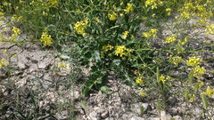 Brassica elongata