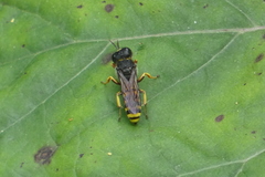 Ectemnius lituratus