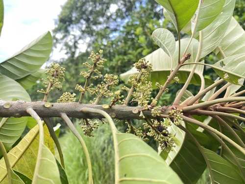 Planchonella duclitan observed 2021-06-19