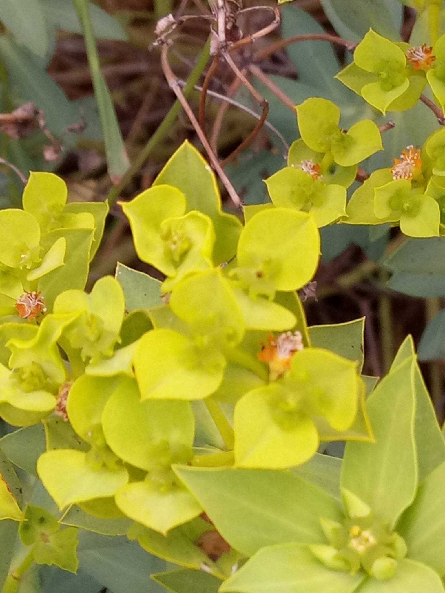 Euphorbia bupleuroides