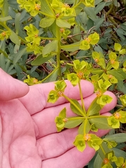 Euphorbia bupleuroides image