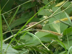 Sporophila minuta