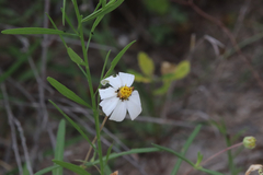 Melampodium leucanthum