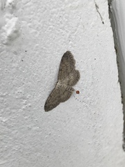 Idaea seriata