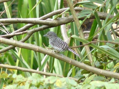 Thamnophilus multistriatus