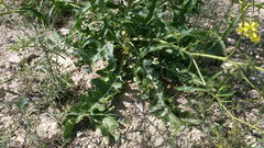 Brassica elongata