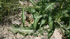 Brassica elongata